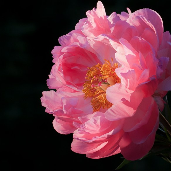 ©Jack French ©Jack French