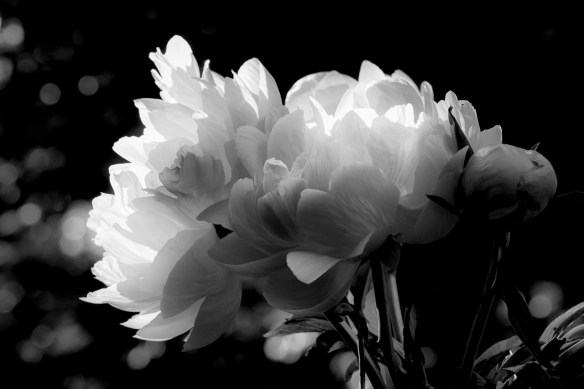 ©Jack French ©Jack French