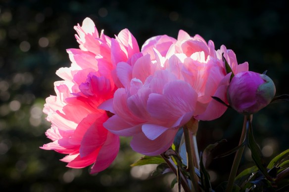 ©Jack French ©Jack French