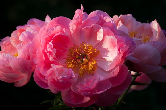 ©Jack French ©Jack French