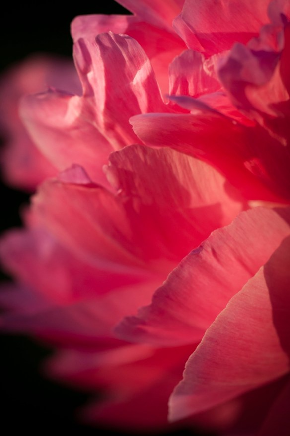 ©Jack French ©Jack French