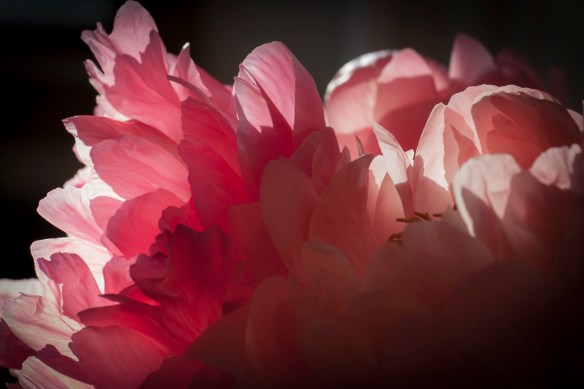 ©Jack French ©Jack French