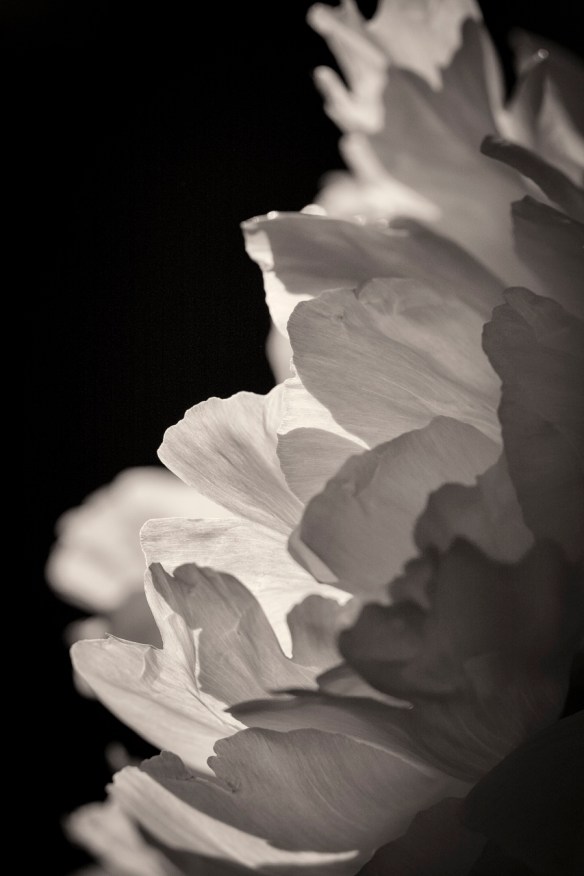 ©Jack French ©Jack French