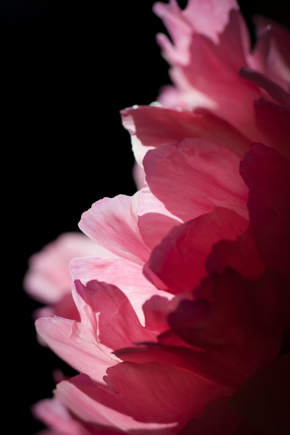 ©Jack French ©Jack French