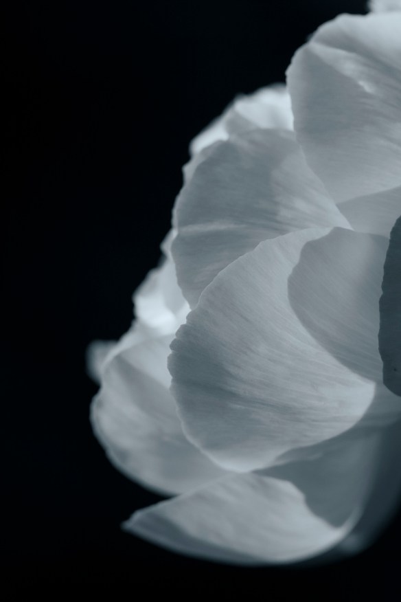 ©Jack French ©Jack French