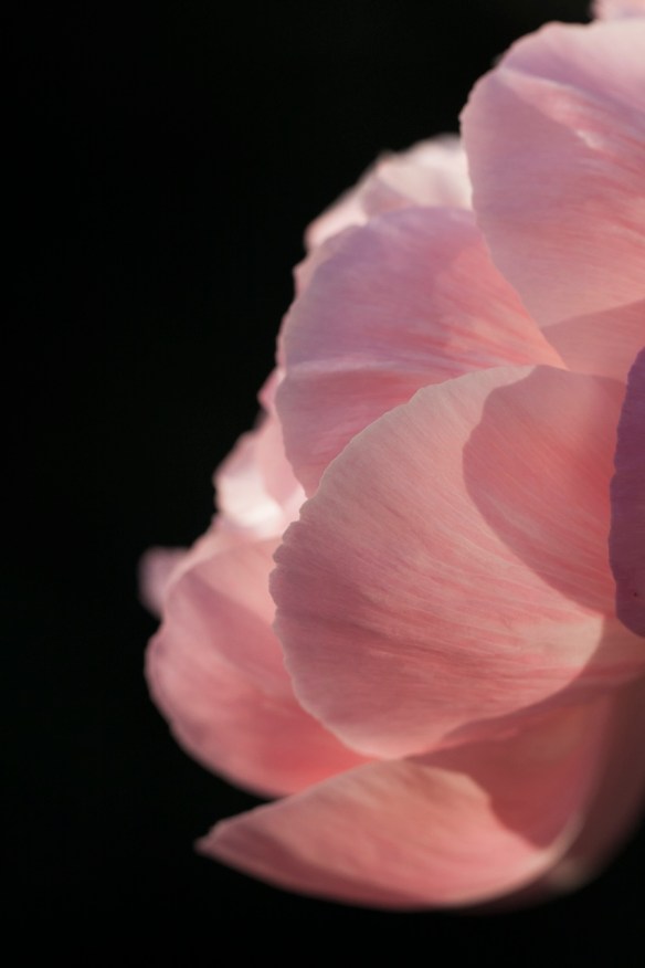 ©Jack French ©Jack French