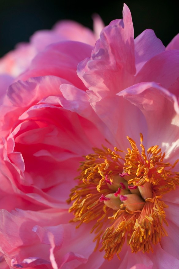 ©Jack French ©Jack French