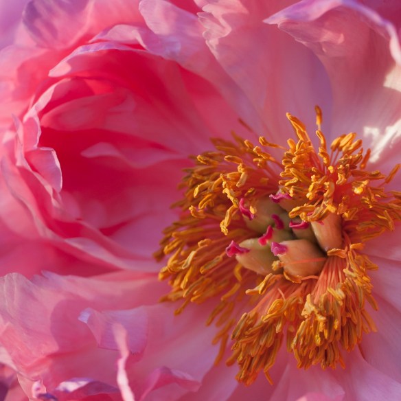 ©Jack French ©Jack French