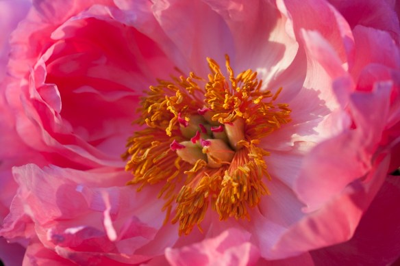 ©Jack French ©Jack French