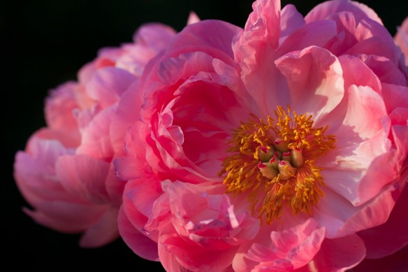 ©Jack French ©Jack French