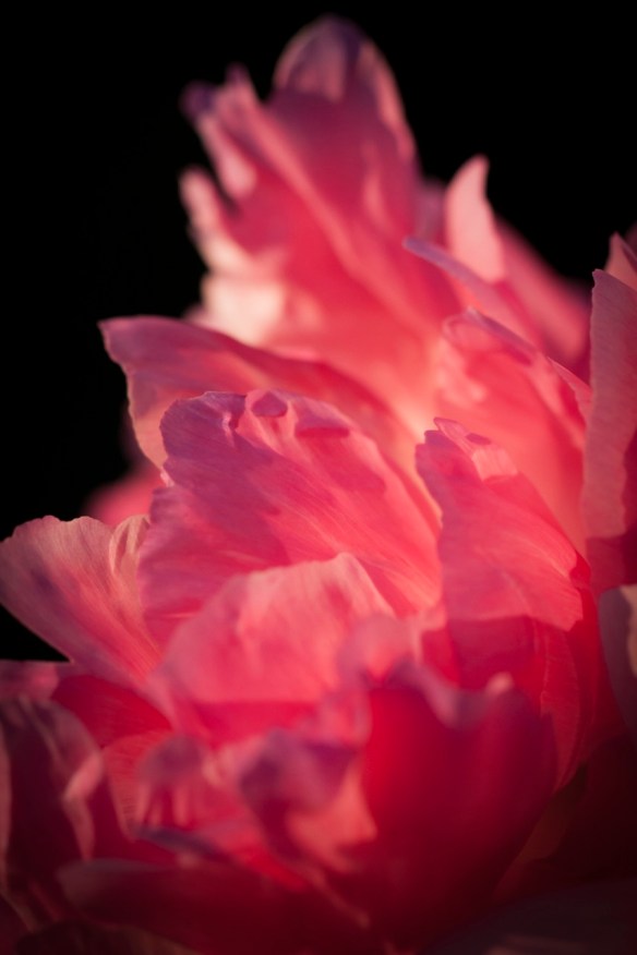 ©Jack French ©Jack French